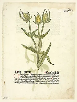 Thistle Prints: Thistle (recto) and Thistle buds (verso) from Gart Der Gesundheit (also called Hortus)
