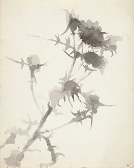 Wiik Maria Prints: Thistles. Creator: Maria Wiik