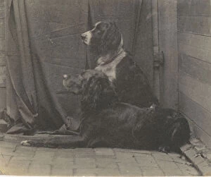 Images Dated 29th September 2020: [Thomas Eakinss Dog Harry and Another Setter], 1880s. 1880s. Creator: Thomas Eakins