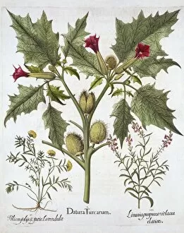 Medicinal Gallery: Thorn Apple, Germander and Purple Toadflax, from Hortus Eystettensis, by Basil Besler