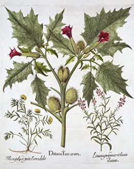 Thorn Apple, Germander and Purple Toadflax, from Hortus Eystettensis, by Basil Besler Thorn Apple, Germander and Purple Toadflax, from Hortus Eystettensis, by Basil Besler
