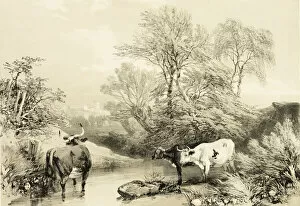 Jd Harding Collection: Thorn, Willow, Beech and Birch, from The Park and the Forest, 1841