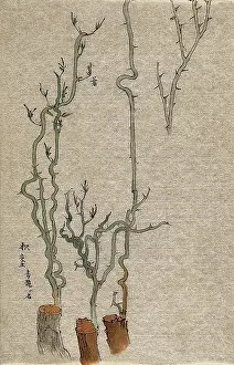 Flowering Prints: A thorny stem of Poncirus grafted to a woody stock. Creator: Unknown