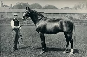 Thoroughbred racehorse, Bend Or, c1880