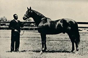 Service Co Prints: Thoroughbred racehorse, Man O War, c1920