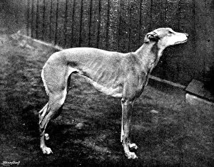 Bell Prints: Thoughtless Beauty, the winner of the Waterloo Cup, 1895. Creator: Brown, Barnes & Bell