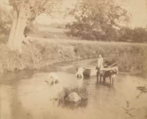 Paddling Gallery: [Three Children and a Dog Playing in the Creek, July 4, 1883], 1883. 1883