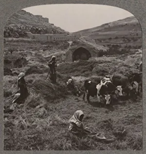 West Bank Prints: Threshing grain near Jacobs Well, c1900