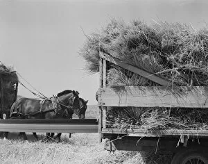 Threshing, midsummer noon. Five miles west of Malin. Klamath County, Oregon, 1939. Creator: Dorothea Lange