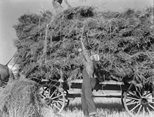 Denim Prints: The threshing of oats, Clayton