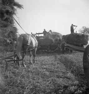 Cereal Prints: The threshing of oats, Clayton