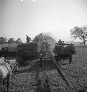Cereal Prints: The threshing of oats, Clayton