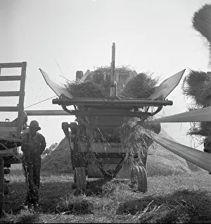 Cereal Prints: The threshing of oats, Clayton
