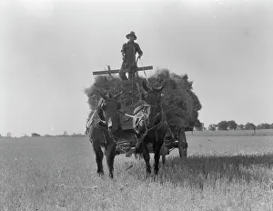 Cereal Prints: The threshing of oats, Clayton