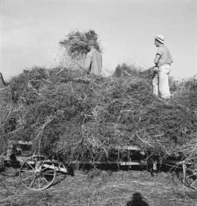 Clover Prints: Threshing red clover for seed on older settlers ranch