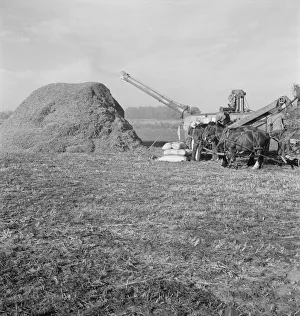 Threshing red clover for seed on older settlers ranch, near Ontario, Oregon, 1939. Creator: Dorothea Lange