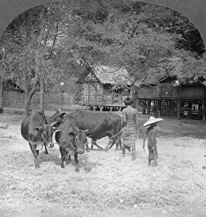 Threshing rice, Amarapura, Burma, 1908. Artist: Stereo Travel Co Threshing rice, Amarapura, Burma, 1908. Artist: Stereo Travel Co
