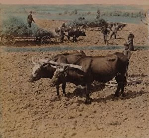 Underwood Underwood Gallery: Thrifty country-folk with their cattle at work on a farm near Jonkoping, Sweden, 1905