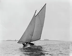 Thrush, 1892 Aug 13. Creator: Unknown