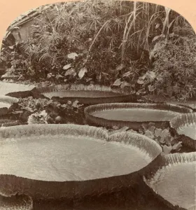 Lily Pad Prints: Thureza Lily, Botanical Garden, Hamburg, Germany, 1895. Creator: Keystone View Company
