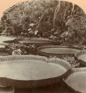 Botanic Gardens Gallery: Thureza Lily, Botanical Garden, Hamburg, Germany, 1895. Creator: Keystone View Company