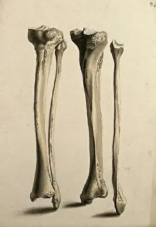 Cheselden William Prints: Tibia and fibula bones, 1830-1835. Creator: Unknown