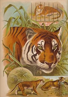 Wild Animal Gallery: The Tiger, c1900. Artist: Helena J. Maguire
