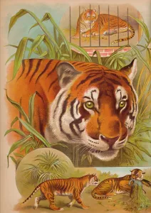 Tiger Collection: The Tiger, c1900. Artist: Helena J. Maguire