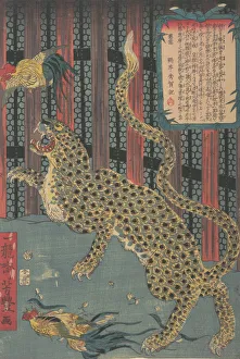 Import Prints: Tiger in a Cage, 7th month, 1860. Creator: Ichiryusai Yoshitoyo