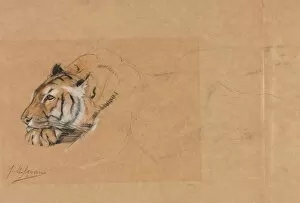 19th 20th Century Gallery: Tiger. Creator: John Macallan Swan (British, 1847-1910)