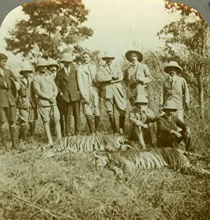 West Bengal Prints: Tiger hunting, Cooch Behar, West Bengal, India, c1900s(?). Artist: Underwood & Underwood