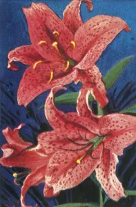 Iasmatzis Prints: Tiger lily, c1928. Creator: Unknown