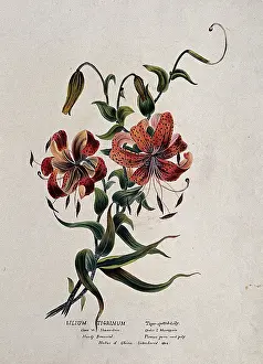 Double Prints: Tiger lily (Lilium lancifolium): flowering stem, (c1850?). Creator: Unknown