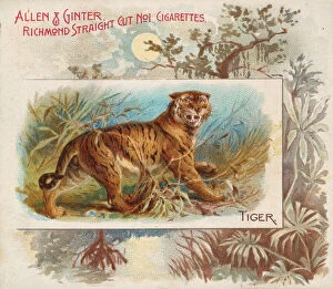 Big Cat Gallery: Tiger, from Quadrupeds series (N41) for Allen & Ginter Cigarettes, 1890