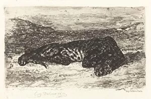 Images Dated 15th May 2021: Tiger Sleeping in the Desert, c. 1830. Creator: Eugene Delacroix
