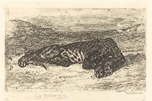 Ferdinand Victor Eug And Xe8 Prints: Tiger Sleeping in the Desert (Tigre couchedans le desert), 1846