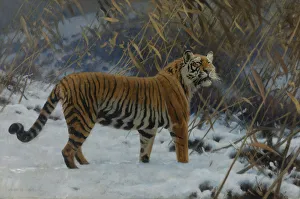 A tiger in the snow