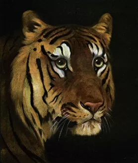 Big Cat Gallery: Tiger study, 1908-1909