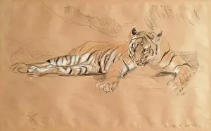 Stripe Prints: A Tiger Waiting, c1900s. Creator: John MacAllan Swan