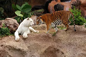 Tigers, Loro Parque, Tenerife, Canary Islands, 2007