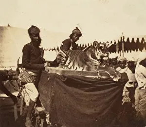 Tigers Presented to the Countess Canning at Agra, 1858-61. Creator: Unknown