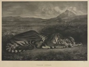 1798 1863 Prints: Tigre Royal, 1829. Creator: Eugene Delacroix (French, 1798-1863)