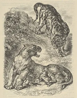 Vulnerable Prints: Tigress Attacked by a Tiger While Nursing her Young, 1853. 1853