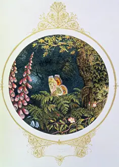 Cyathea Prints: Till on a green fern's nodding crest