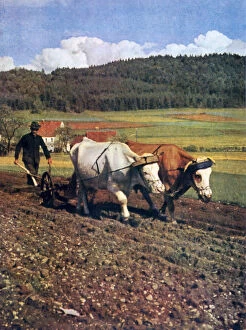 Ox Drawn Plough Gallery: Tilling, Germany, 1943
