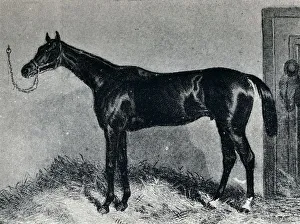 Tim Whiffler, c1860s, (1911)