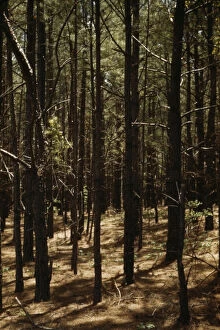 Woods Gallery: Timber, reforestation project, Md. (?), between 1941 and 1942. Creator: Unknown