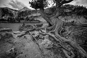 Roots Gallery: Timeless. Creator: Joshua Johnston
