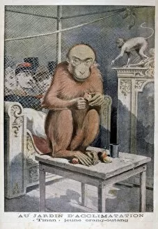 Trapped Collection: Tinan the orangutan, 1896. Artist: Henri Meyer