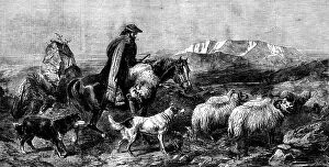 Riders Collection: 'Tired Sheep - Glen Spean, Scotland', by R. Ansdell, from the exhibition of the Royal Academy, 1862